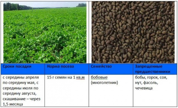 Когда и как правильно сеять сидераты – вся информация в одной статье