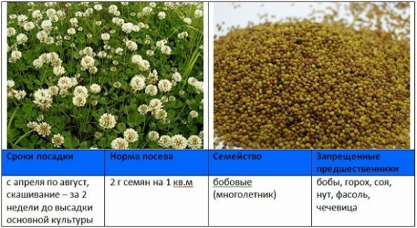Когда и как правильно сеять сидераты – вся информация в одной статье