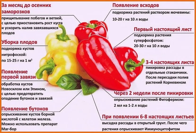 Тепличные шедевры: лучшие сорта и гибриды сладкого перца для закрытого грунта