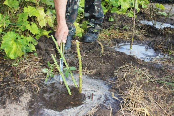 Подготовка роз к зиме: 10 осенних «нельзя»